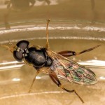Je m'appelle Syritta Pipiens